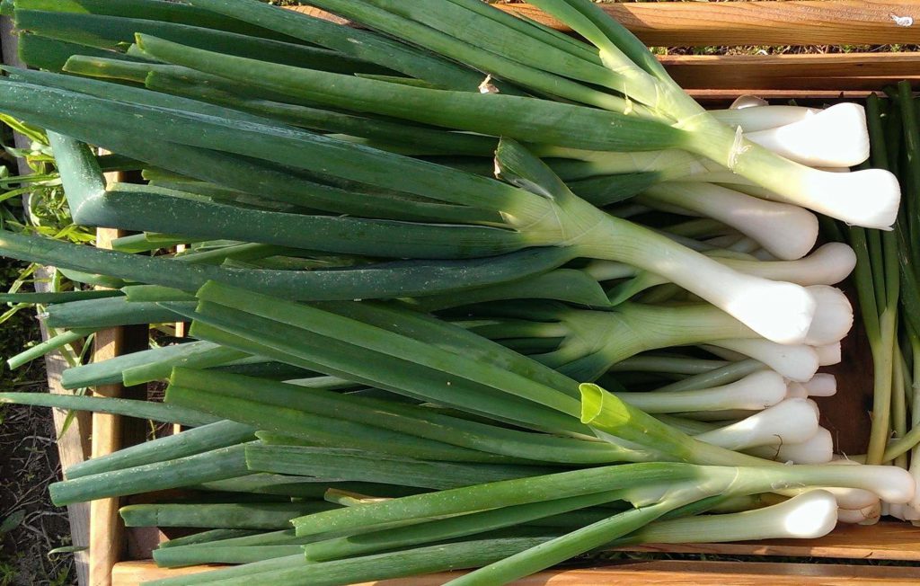 Egyptian Walking onions COPPER CRICKET FARM